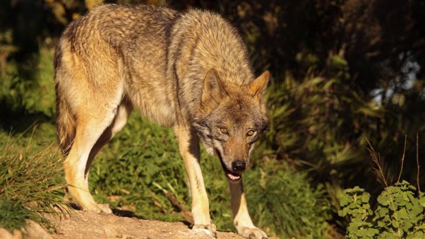 Asaja llama a la movilización contra la recuperación del lobo en Córdoba