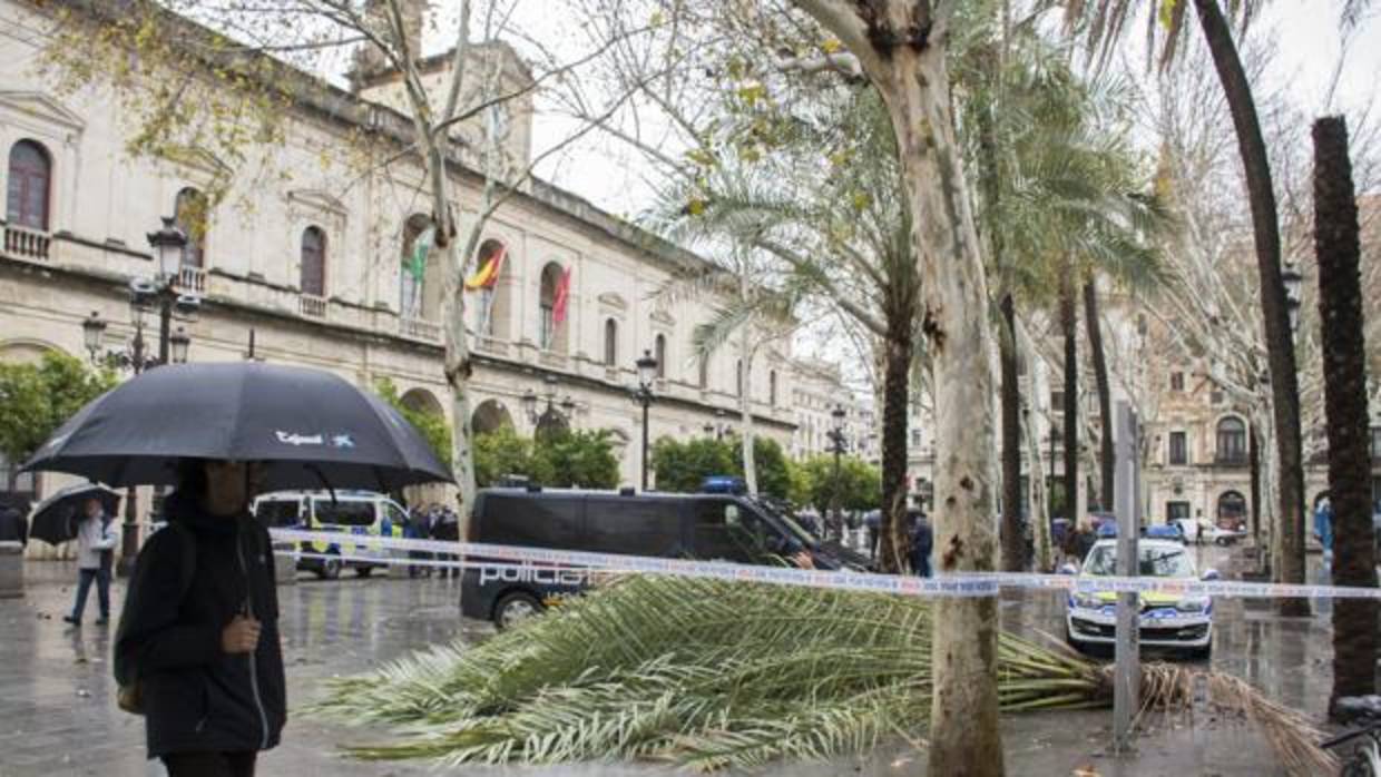 Palmera caída por el fuerte viento en la Plaza Nueva de Sevilla el pasado jueves