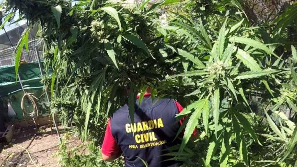 Imagen de archivo de un Guardia Civil desmantelando una plantación de marihuana