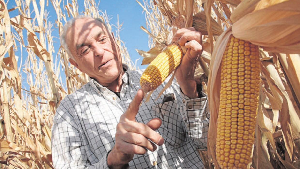 Un agricultor muestra su cosecha de maíz