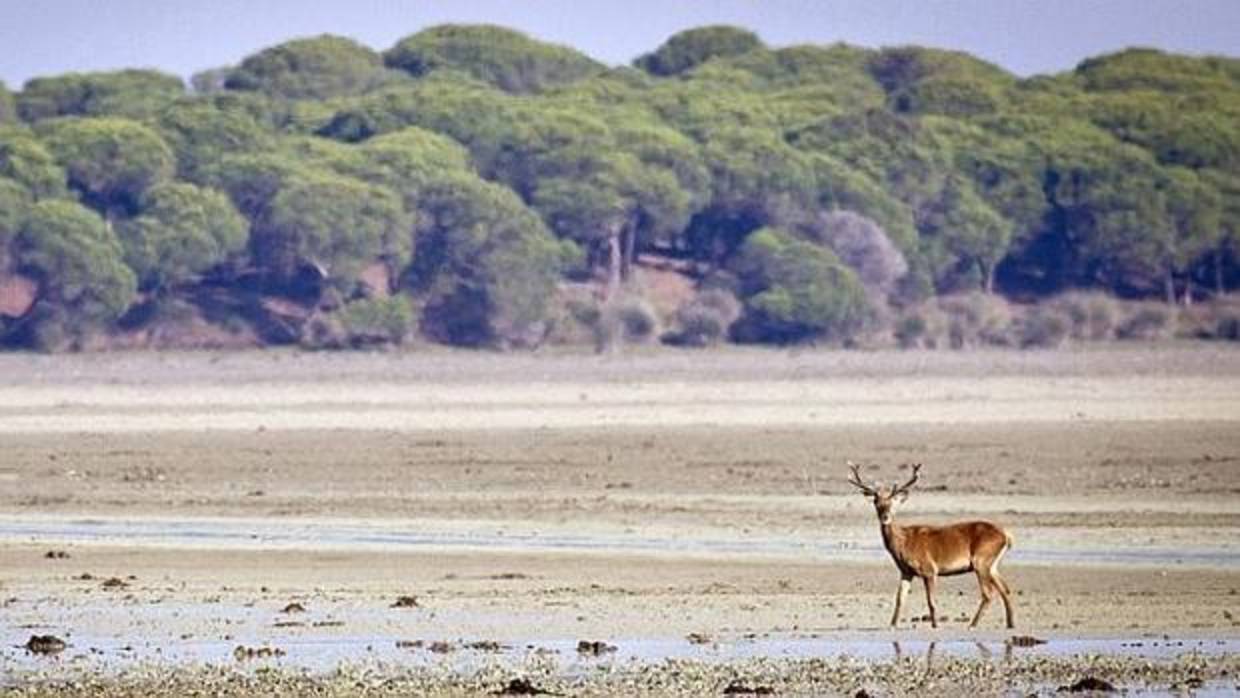 Parque Nacional de Doñana (Huelva)