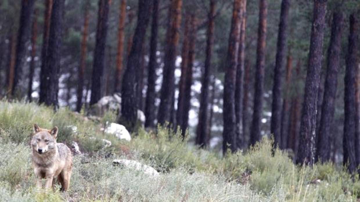 Un lobo ibérico en un paraje de la sierra