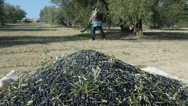 La Junta impulsa la digitalización en el campo con un proyecto de agricultura inteligente en Córdoba