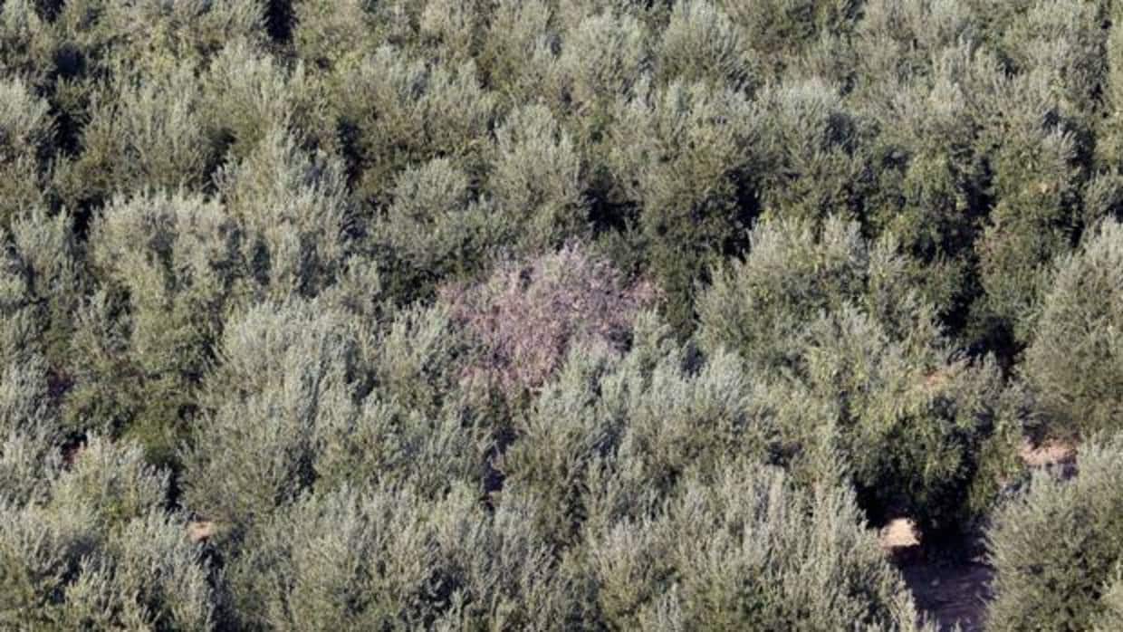 La Xylella fastidiosa afecta principalmente a olivos, viñedos y árboles frutales