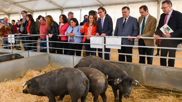 La Feria de Pozoblanco sitúa a Córdoba en el epicentro de la ganadería andaluza