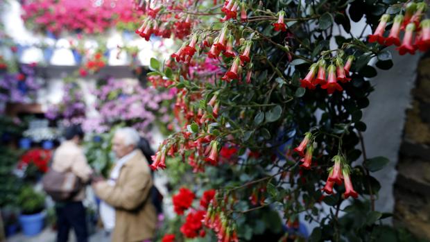 Patios de Córdoba de 2018: un estreno de sol y sombra