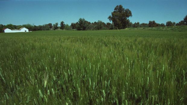 Asaja cree «inaceptable» los recortes del 5% a las ayudas directa de la PAC al campo cordobés