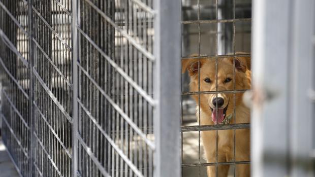 Europa paleta Evaluación Polémica en Huelva por el sacrificio de perros en el refugio de la  Diputación Provincial