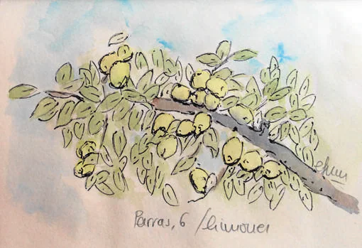 Representación en acuarela del limonero de Parras, 6