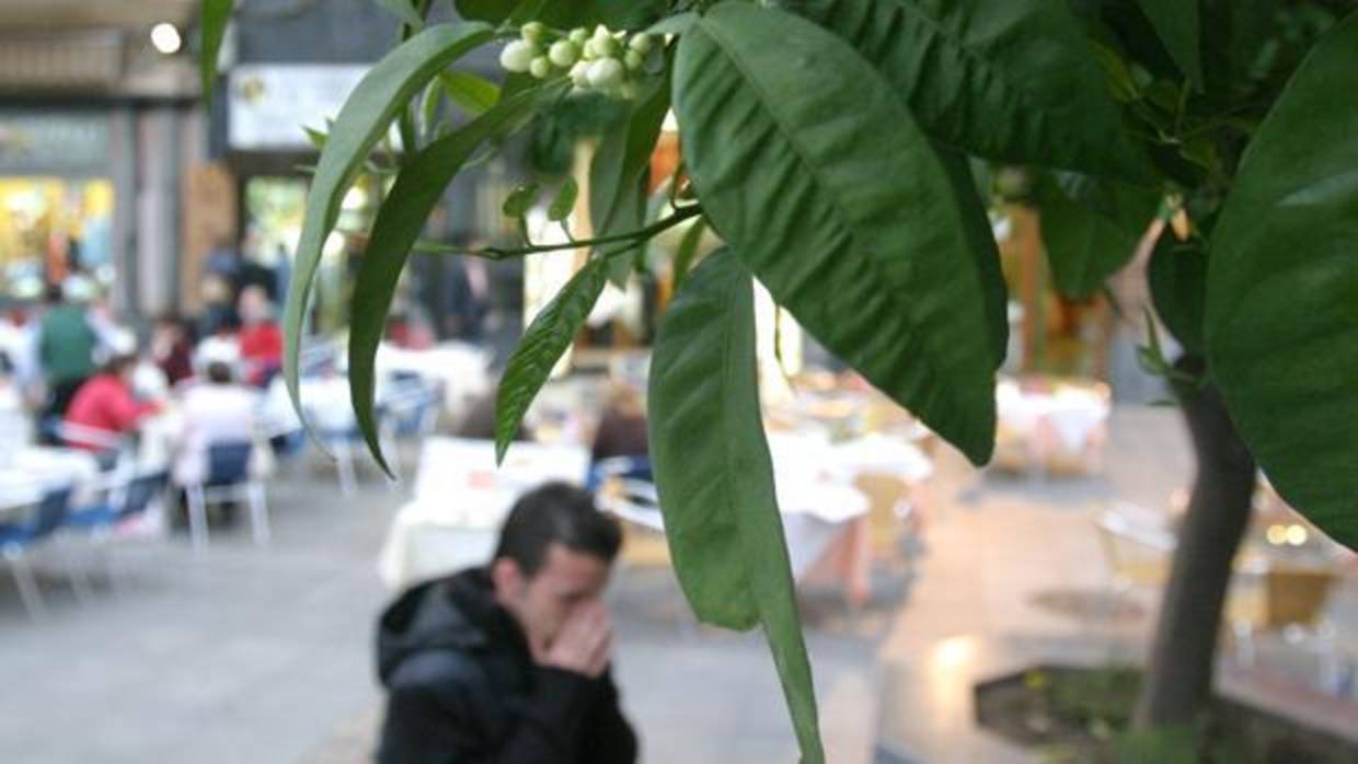 Los niveles de polen van a subir en Córdoba las próximas semanas