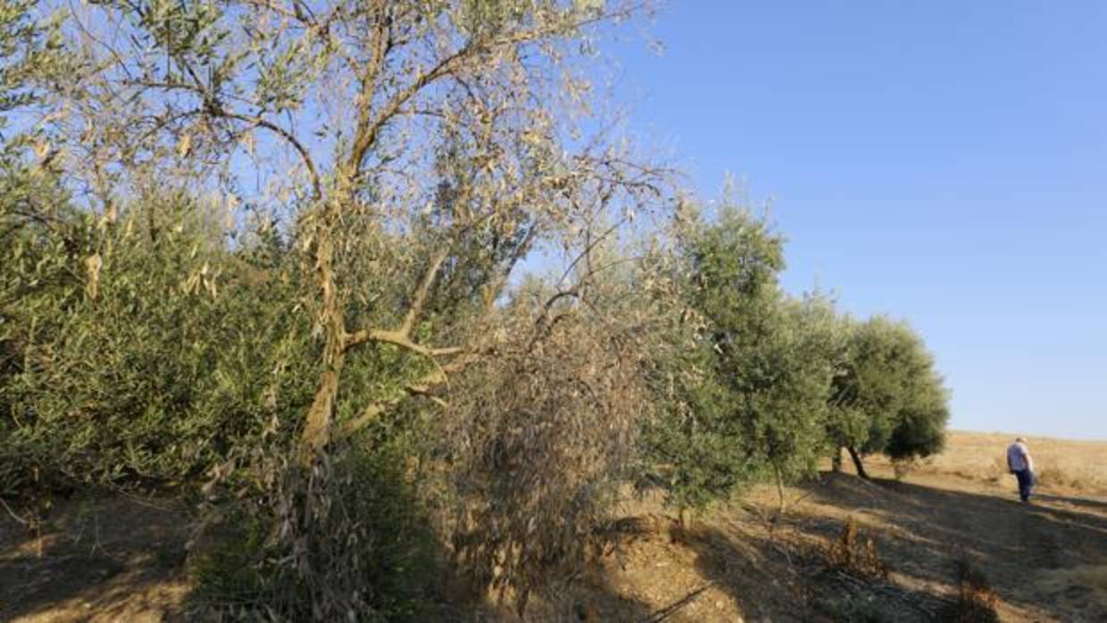 Un olivar cordobés afectado por la sequía