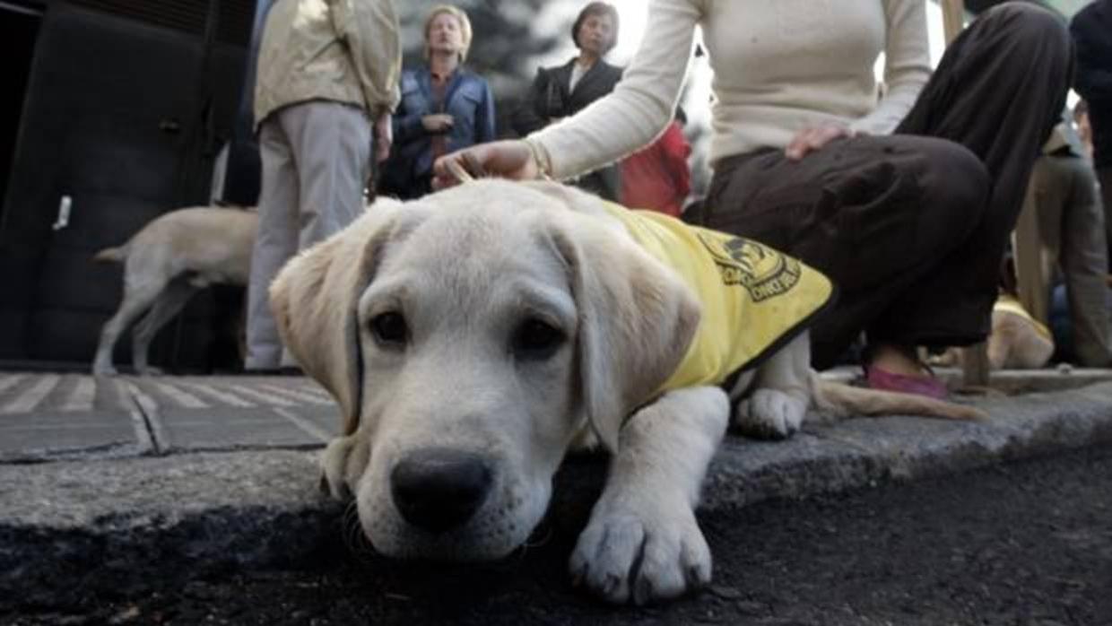 La legislación sobre perros guía se ampliará en Andalucía