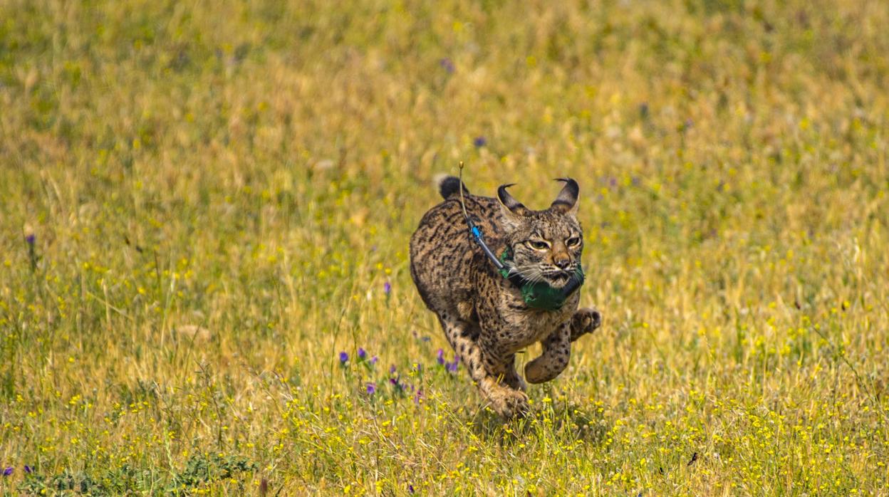 Es el primer avistamiento de lince ibérico en Cataluña desde principios del siglo XX