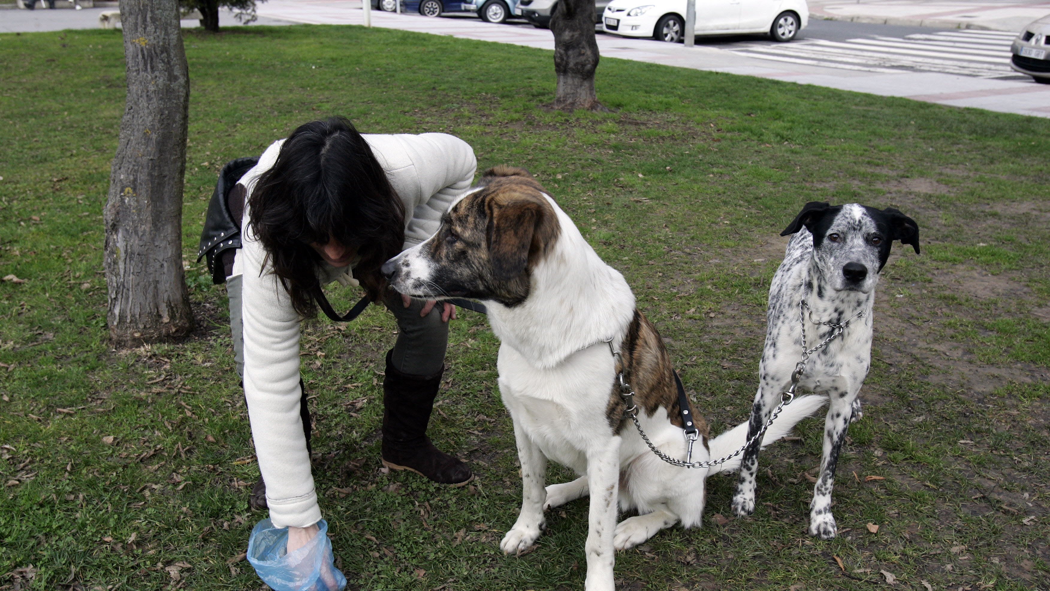 La dueña de dos perros recoge sus deposiciones