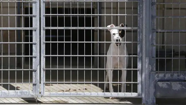 El Seprona actúa contra cuatro maltratadores de perros en Málaga