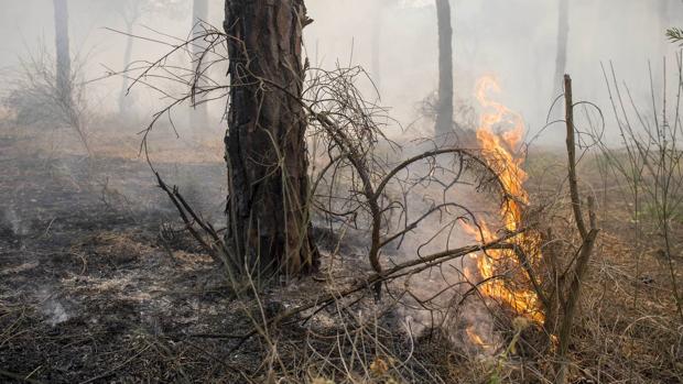 Los efectos del incendio de Doñana, en imágenes