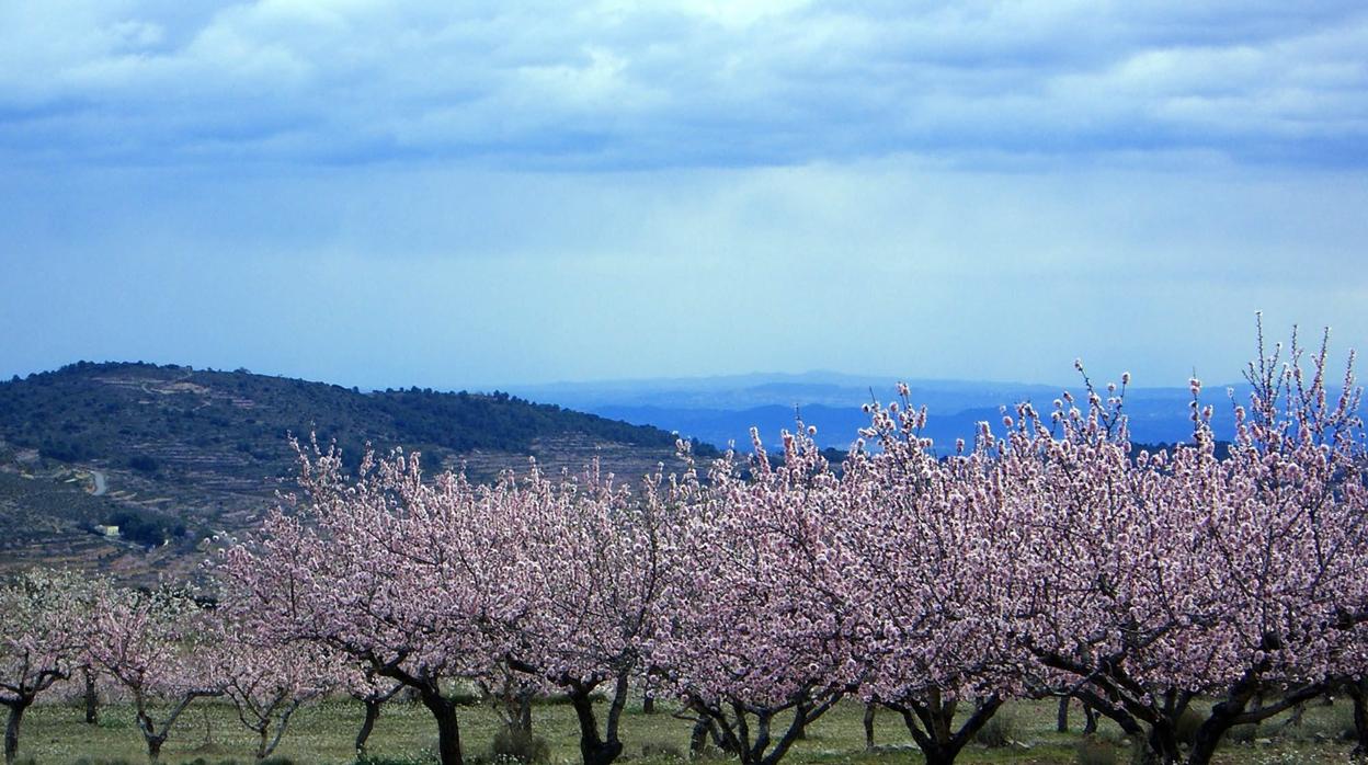 Almendros en flor