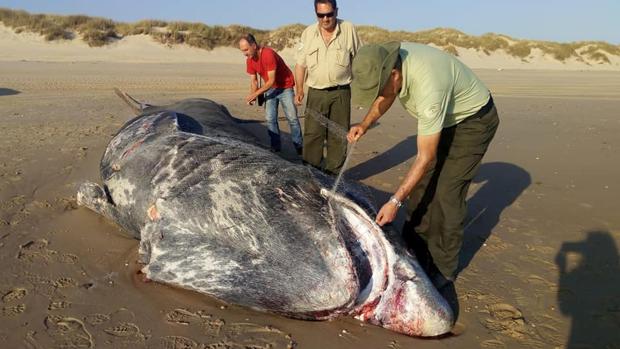 La Estación Biológica de Doñana recogerá muestras del tiburón peregrino aparecido en la playa