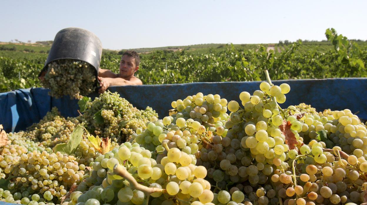 Trabajos de vendimia en la zona de Montilla-Moriles