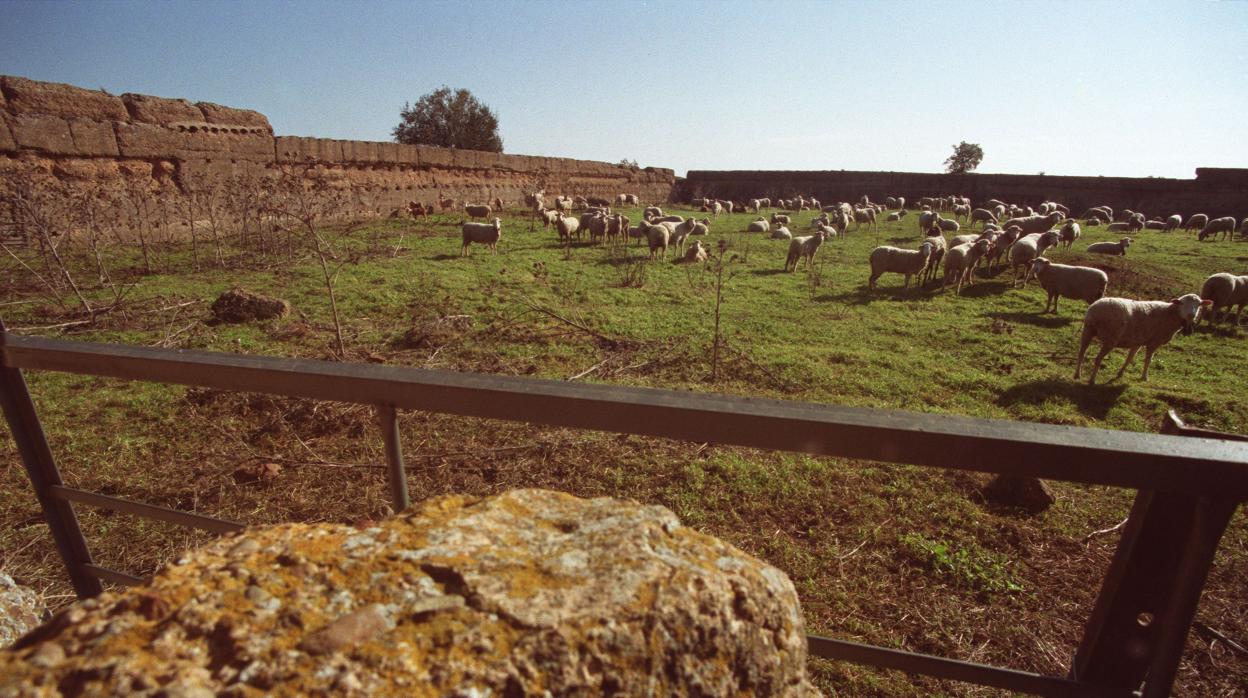 Patio de armas del castillo de El Vacar (Espiel), empleado como redil para el ganado