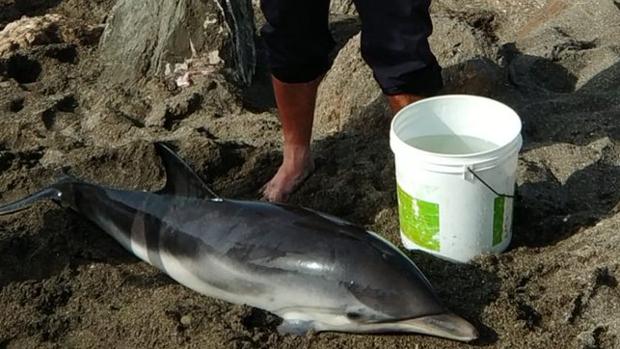 Rescatan una cría de delfín varada en Vélez-Málaga