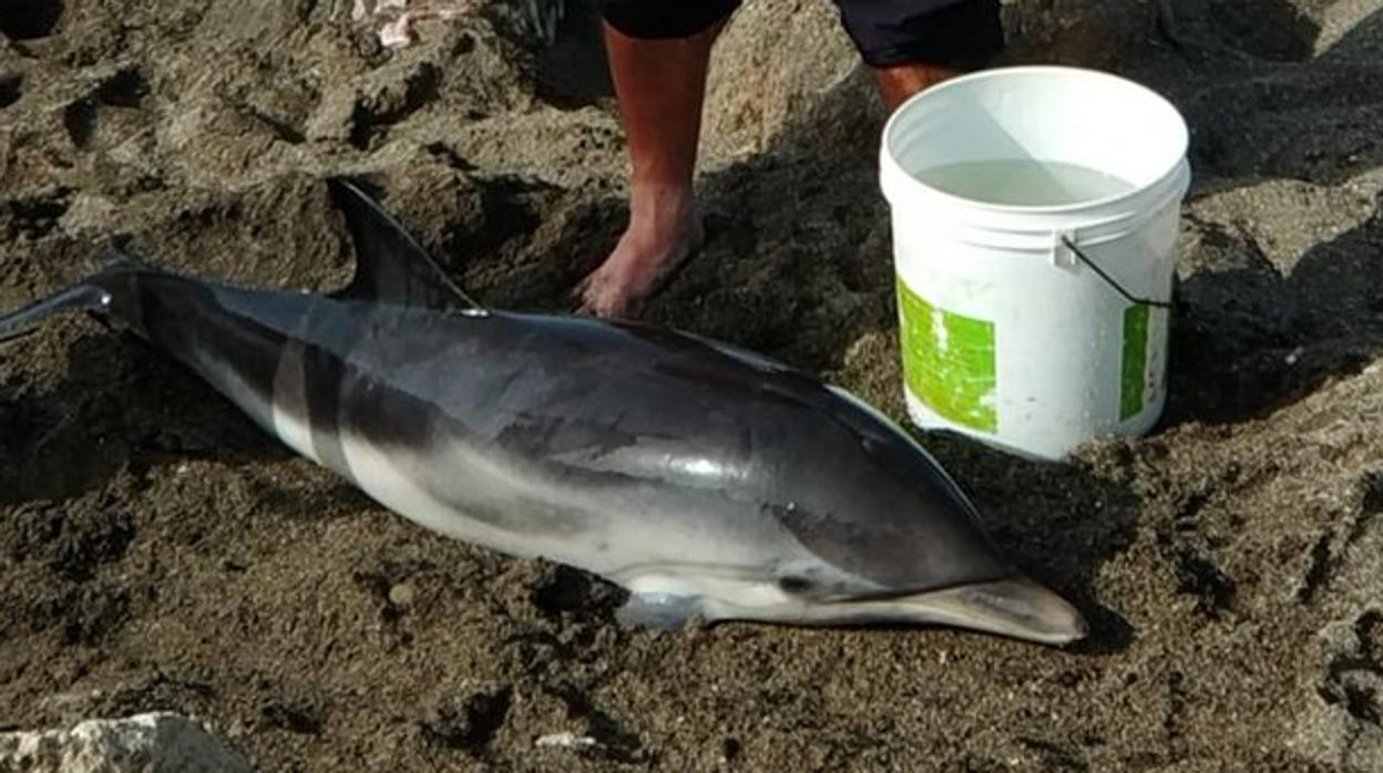 Cría de delfín encontrada este domingo en una playa de Vélez-Málaga