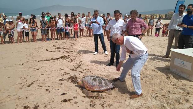 Liberada una tortuga boba tras ser rescatada hace un año herida en Playa Chica