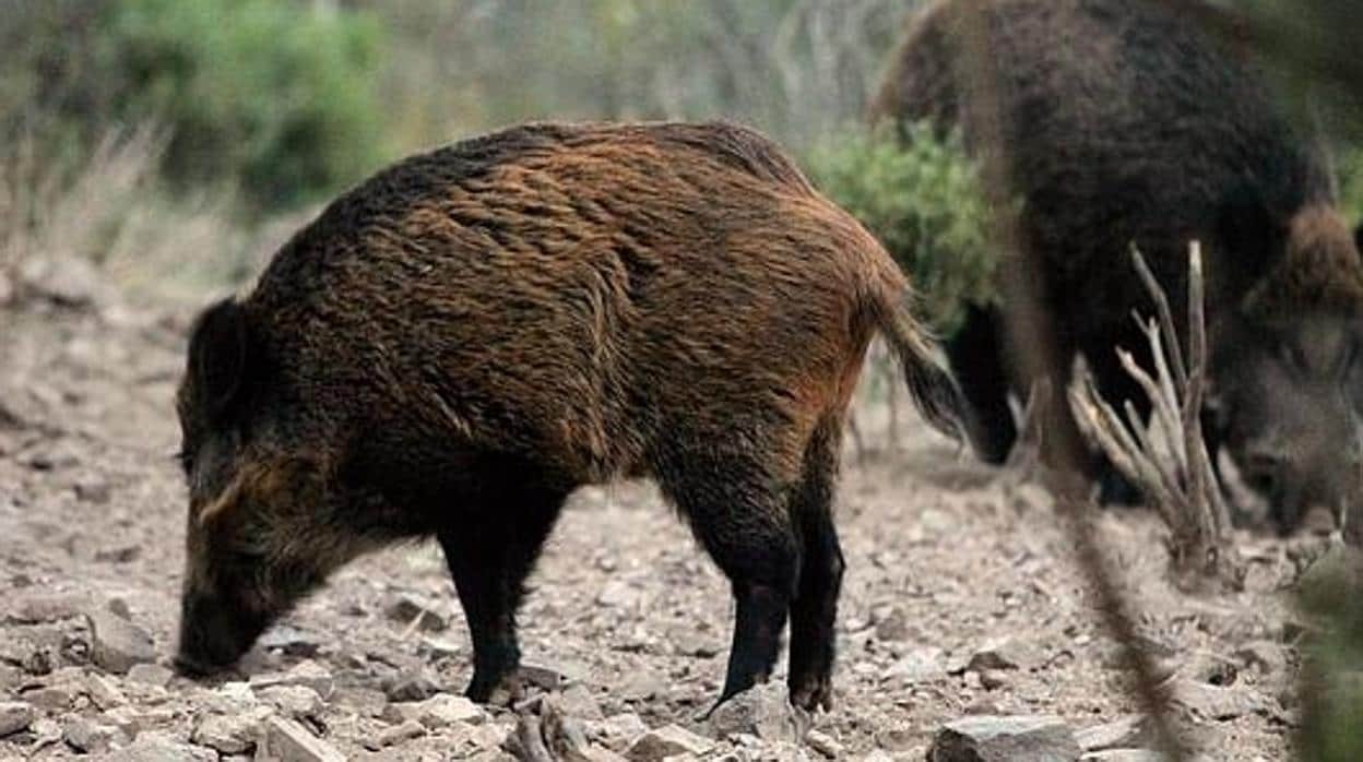 El jabalí es uno de lo animales más presentes en ecosistemas andaluces