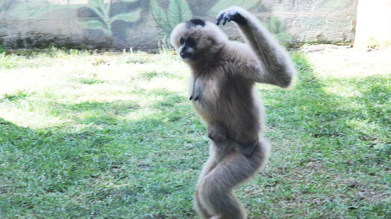 Tagua protege a su cría de gibón de mejilla blanca en el zoo de Córdoba