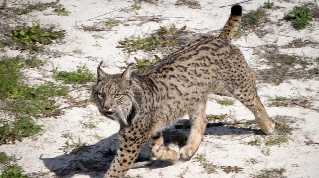 Imagen de un lince en Doñana, uno de sus pocos hábitats naturales