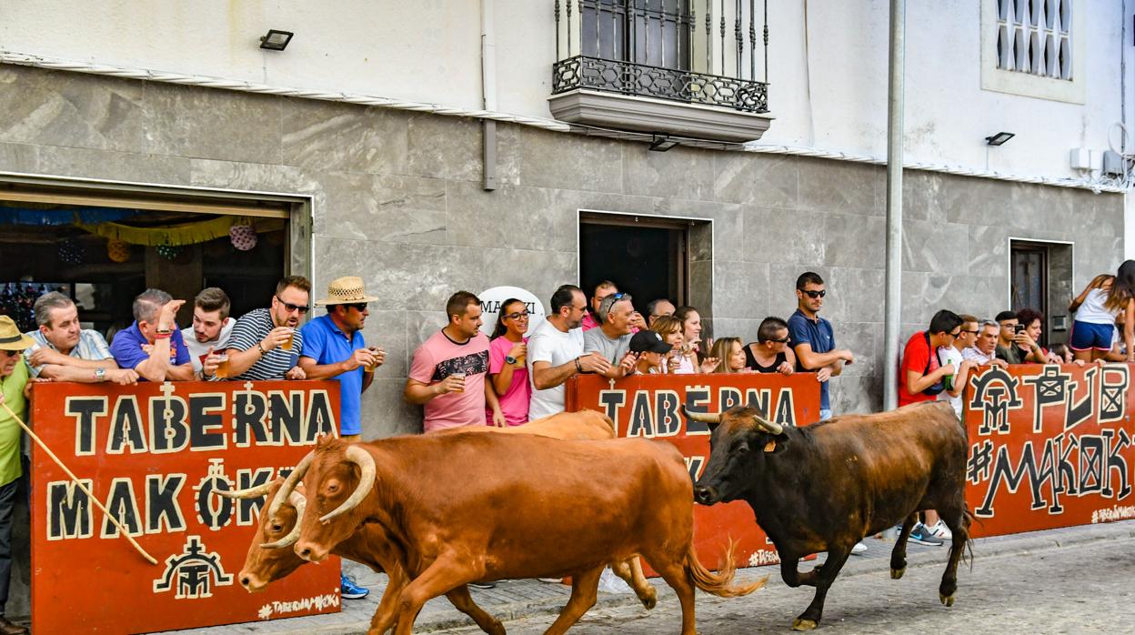 Toros y espectadores en las calles de El Viso, este miércoles