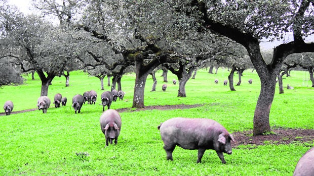 Asaja Córdoba quiere un «cerdo de campo» para dar mas garantías al consumidor