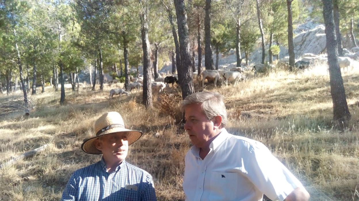 Cerca de 30.000 ovejas bombero pastan en 1.340 hectáreas de Jaén para evitar incendios forestales