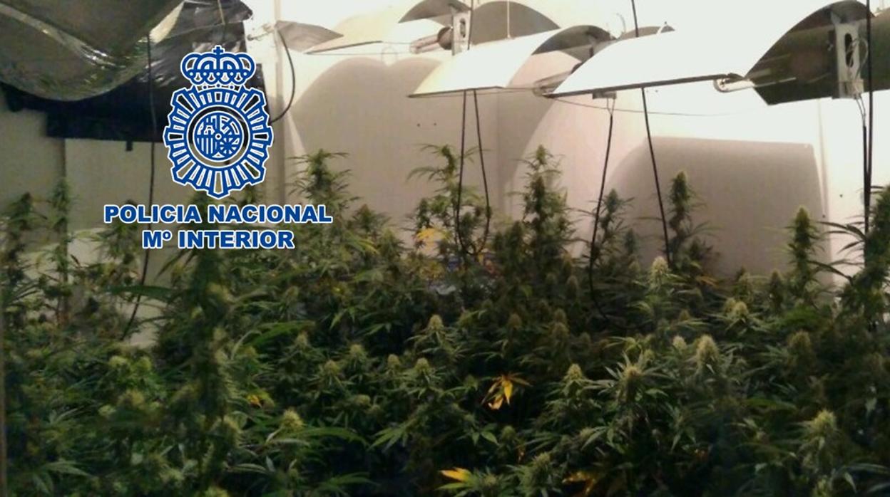 Plantas de marihuana intervenidas en uno de los operativos