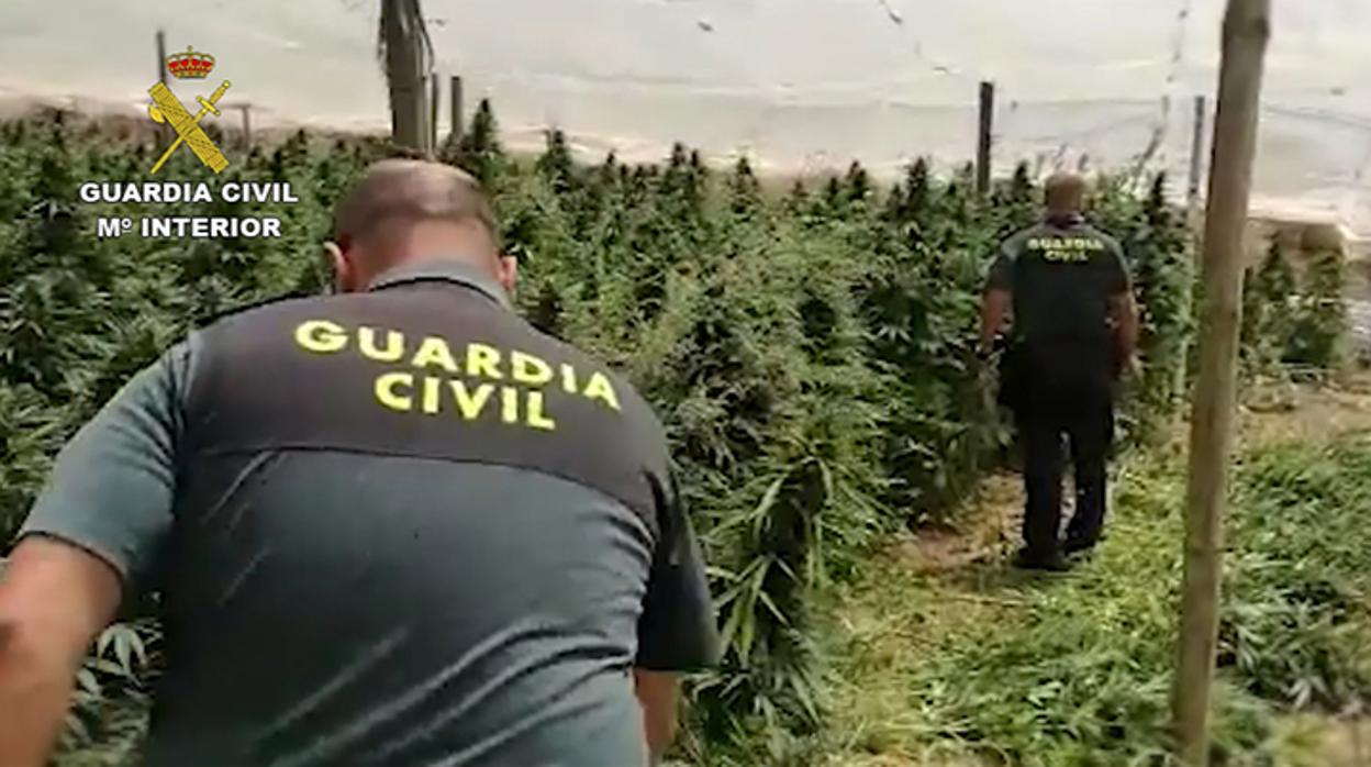 Los agentes encontraron plantas adultas de gran tamaño.