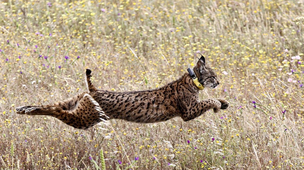 Desde enero diez linces ibéricos han puerto atropellados en Andalucía