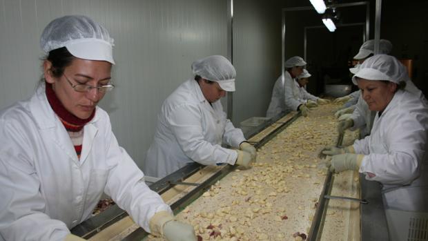 El desplome de los precios y una menor producción marca la cosecha del ajo cordobés de esta temporada