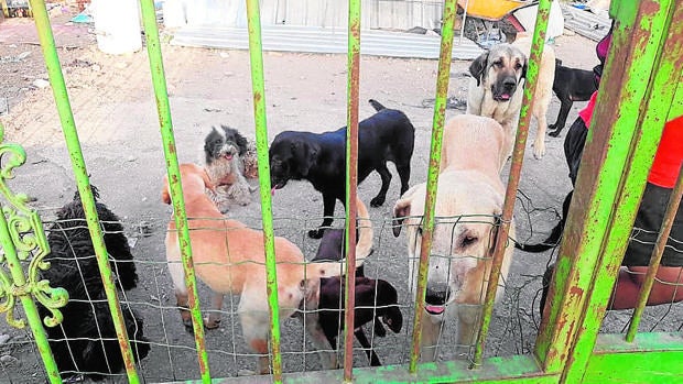 La Policía de Lucena desmantela dos «zoológicos» con cientos de animales sin agua ni comida