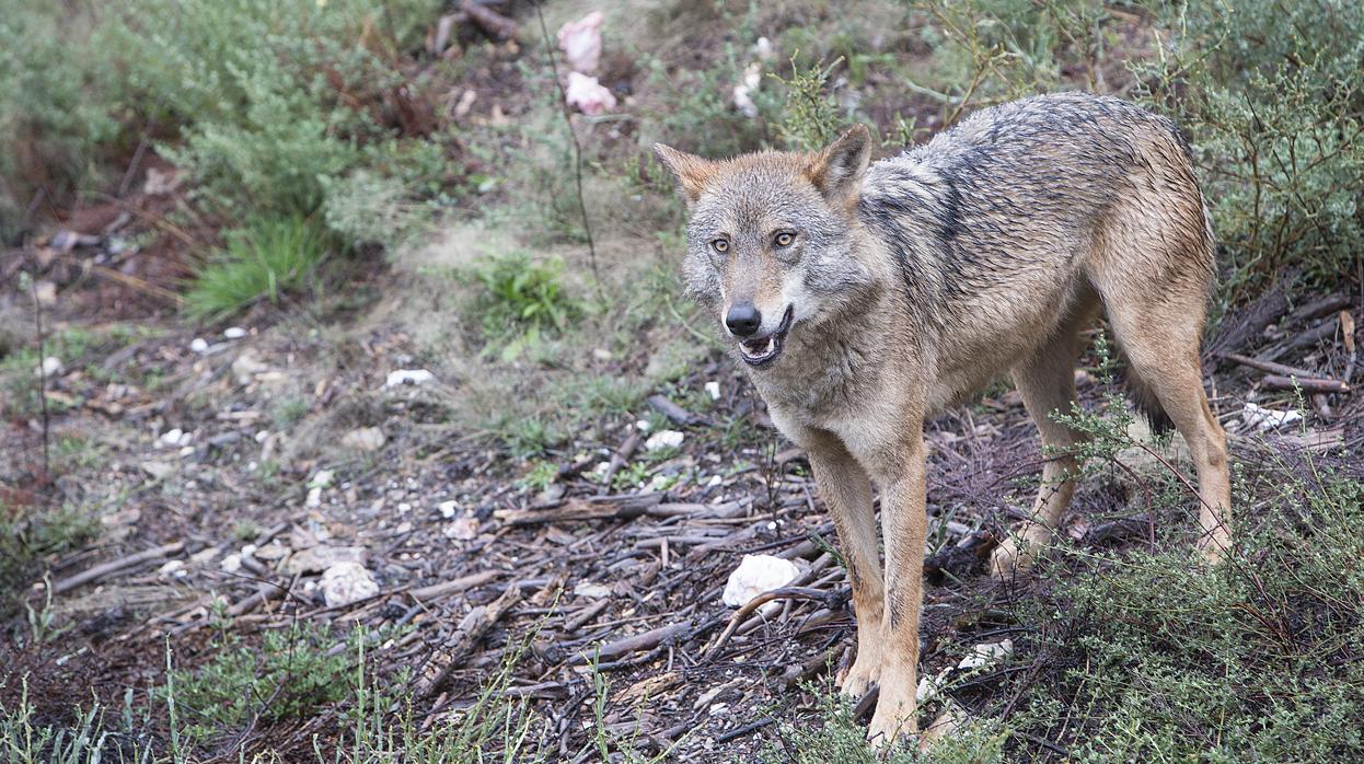 Imagen de un lobo ibérico en la naturaleza