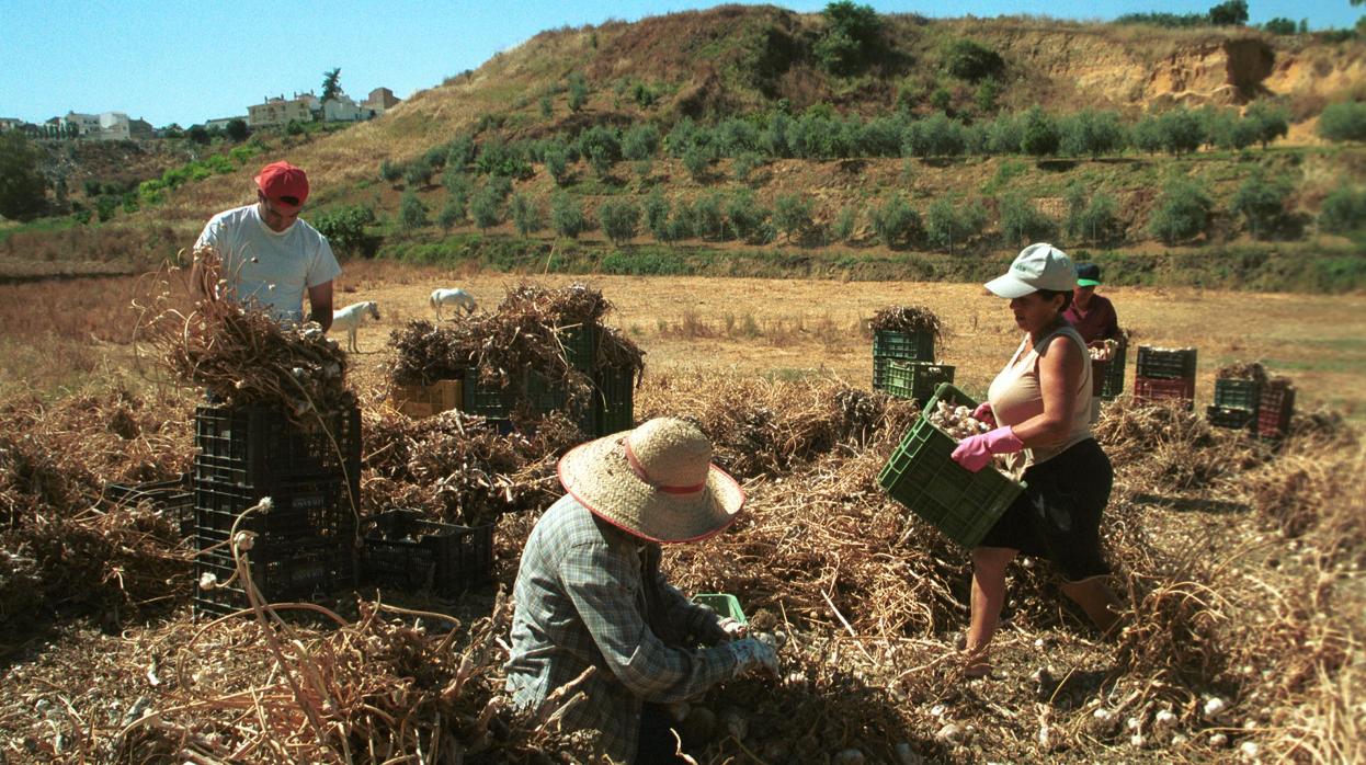 Un grupo de agricultores durante la recogida de ajos