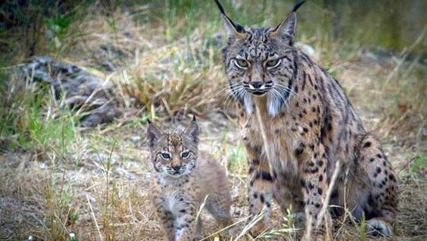 Un nuevo atropello de lince ibérico en Córdoba