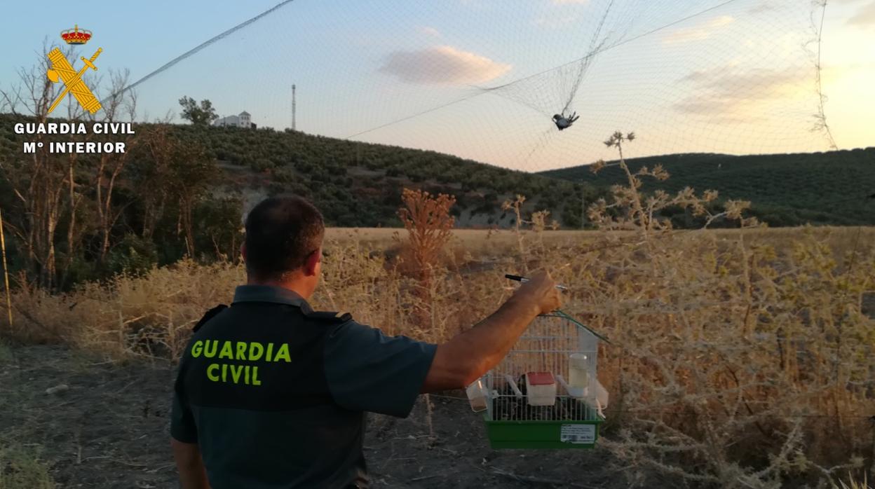 Una de las redes, con un ave canora atrapada, incautada por la Guardia Civil