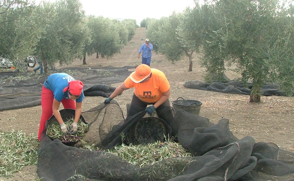 Varias personas trabajan en un olivar de la campiña cordobesa