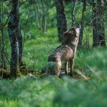 Un lobo ibérico