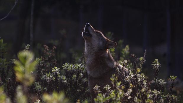 Apenas 15 lobos aún resisten aislados en la Sierra Morena de Córdoba