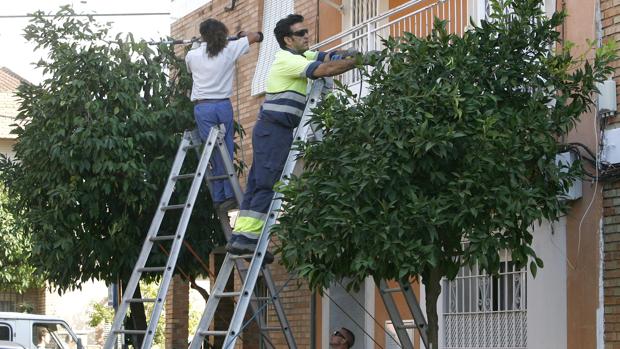 El Ayuntamiento de Córdoba planta más de 4.700 árboles en lo que va de mandato