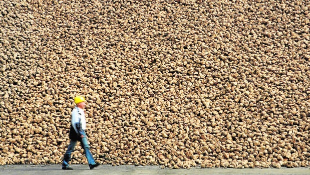 La industria azucarera pide a los agricultores de Andalucía que aumenten el cultivo de remolacha