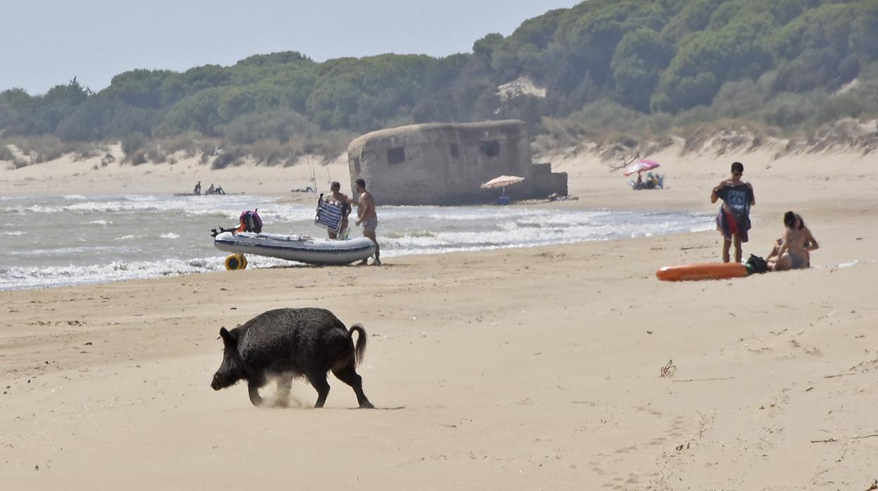 Los bañistas se han visto sorprendidos por la presencia de un jabalí