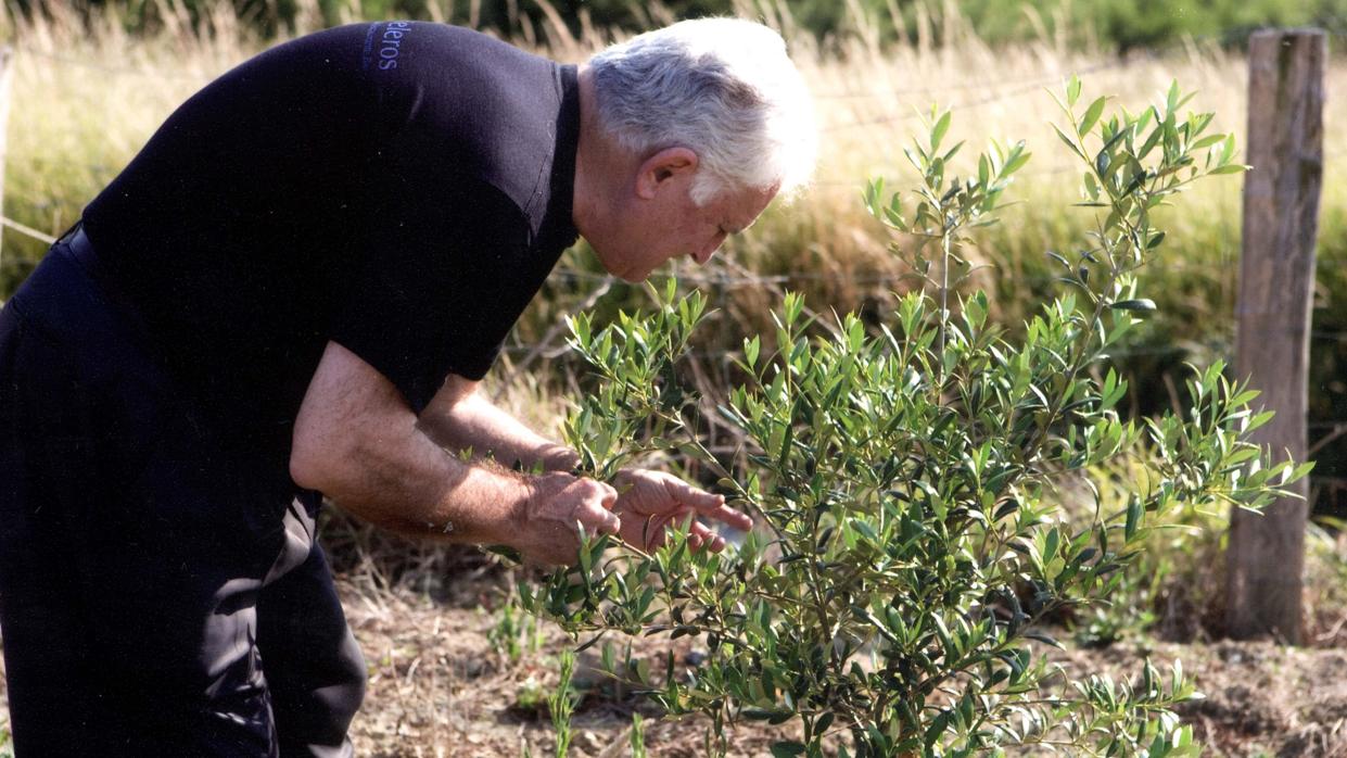 Agricultor examina un olivo jóven