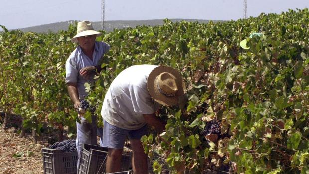 La recogida de uva tinta ya se encuentra al 20 por ciento en Córdoba